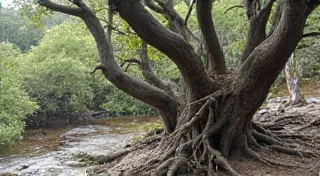 The Echo of Madder: A Rooted Palette