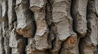 The Language of Bark: Unveiling the Secrets of Tannins